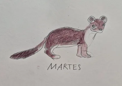 Zeichnung eines Marders