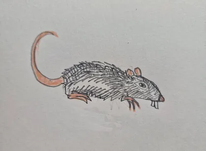 Zeichnung einer Ratte