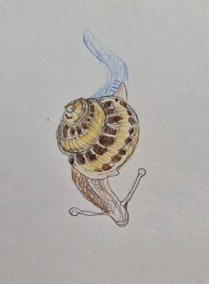 Zeichnung einer Weinbergschnecke